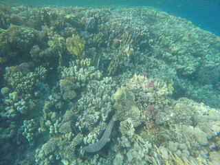 giant moray is a species of moray eel and a species of marine fish in the family Muraenidae. In terms of body mass, it is the largest moray eel; Gymnothorax javanicus