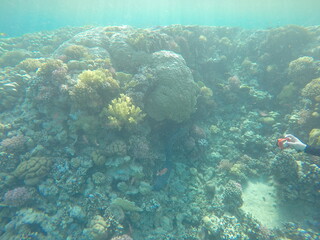 giant moray is a species of moray eel and a species of marine fish in the family Muraenidae. In terms of body mass, it is the largest moray eel; Gymnothorax javanicus