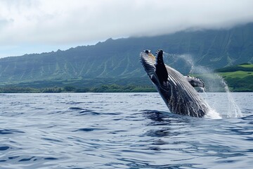 Fototapeta premium Whale Photo. Baby Humpback Whale Playing at Water Surface in Deep Waters of French Polynesia