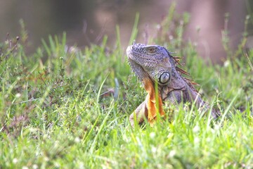 iguana on the grass