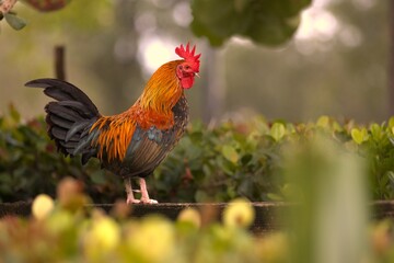 rooster in the farm