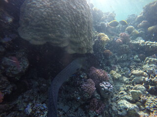 giant moray is a species of moray eel and a species of marine fish in the family Muraenidae. In terms of body mass, it is the largest moray eel; Gymnothorax javanicus