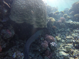 giant moray is a species of moray eel and a species of marine fish in the family Muraenidae. In terms of body mass, it is the largest moray eel; Gymnothorax javanicus