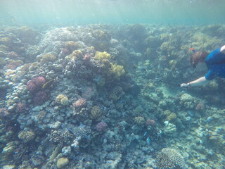 giant moray is a species of moray eel and a species of marine fish in the family Muraenidae. In terms of body mass, it is the largest moray eel; Gymnothorax javanicus