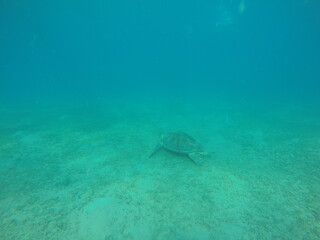 Obraz premium The green sea turtle, also known as the green turtle, black turtle or Pacific green turtle, is a species of large sea turtle of the family Cheloniidae. It is the only species in the genus Chelonia