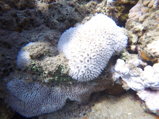 Galaxea is a genus of colonial stony corals in the family Euphylliidae. Common names include...