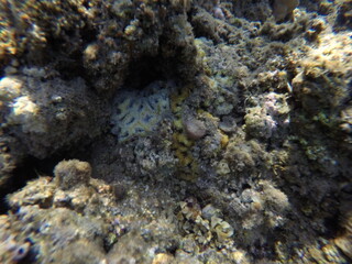 Lobophyllia, commonly called lobed brain coral or lobo coral, is a genus of large polyp stony...