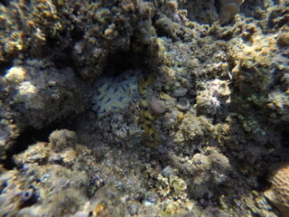 Lobophyllia, commonly called lobed brain coral or lobo coral, is a genus of large polyp stony...