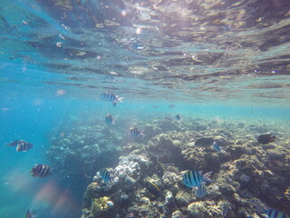 Indo-Pacific sergeant (Abudefduf vaigiensis) is a species of damselfish in the family Pomacentridae above coral reef in Red sea Egypt