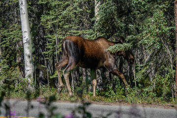 The moose (Alces alces) is the world's tallest, largest and heaviest extant species of deer and the only species in the genus Alces. Haematobosca alcis, the moose fly. Denali Alaska