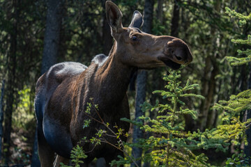 The moose (Alces alces) is the world's tallest, largest and heaviest extant species of deer and the only species in the genus Alces. Haematobosca alcis, the moose fly. Denali Alaska