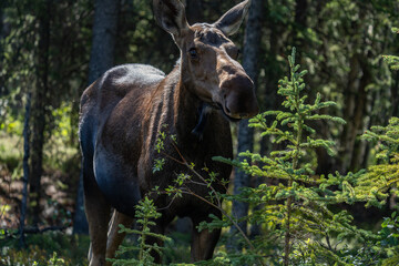 The moose (Alces alces) is the world's tallest, largest and heaviest extant species of deer and the only species in the genus Alces. Haematobosca alcis, the moose fly. Denali Alaska