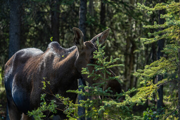 The moose (Alces alces) is the world's tallest, largest and heaviest extant species of deer and the only species in the genus Alces. Haematobosca alcis, the moose fly. Denali Alaska