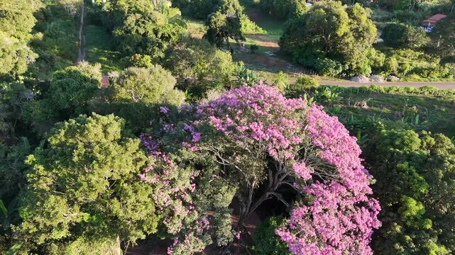 Voo circular sobre ip&ecirc; rosa com drone