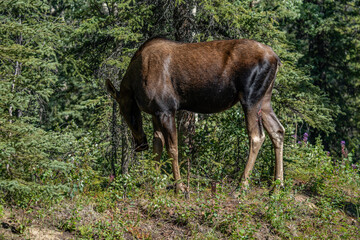 Fototapeta premium The moose (Alces alces) is the world's tallest, largest and heaviest extant species of deer and the only species in the genus Alces. Haematobosca alcis, the moose fly. Denali Alaska
