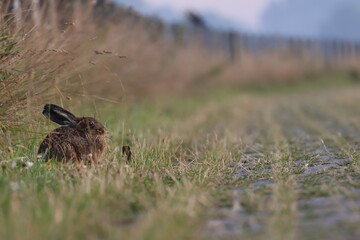 Junger Hase versteckt sich auf einem Weg 