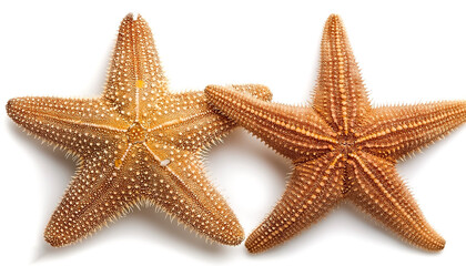 Sea star isolated on a white background