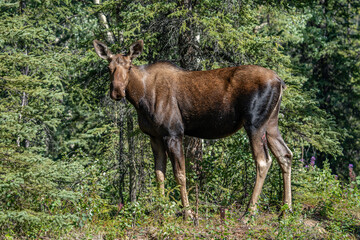 The moose (Alces alces) is the world's tallest, largest and heaviest extant species of deer and the only species in the genus Alces. Haematobosca alcis, the moose fly. Denali Alaska