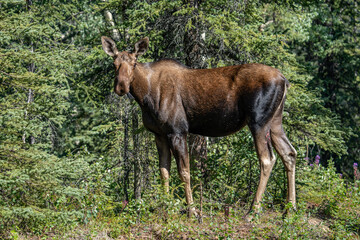 The moose (Alces alces) is the world's tallest, largest and heaviest extant species of deer and the only species in the genus Alces. Haematobosca alcis, the moose fly. Denali Alaska