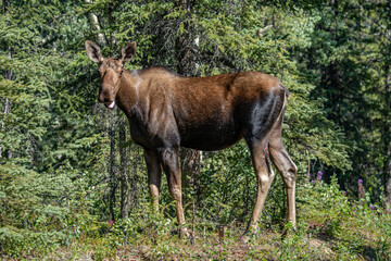 The moose (Alces alces) is the world's tallest, largest and heaviest extant species of deer and the only species in the genus Alces. Haematobosca alcis, the moose fly. Denali Alaska
