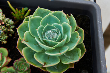 pot of succulent plants of various colors and pointed leaves
