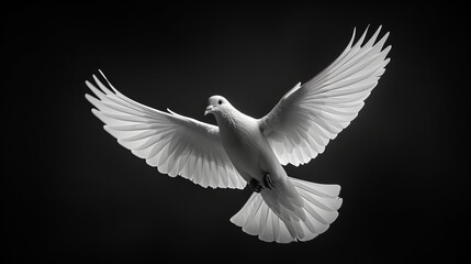 Obraz premium White Dove in Flight 6