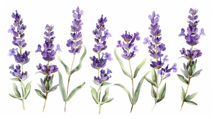 Naklejka premium Watercolor Lavender Floral Arrangement, Watercolor Painting, Floral Illustration, Lavender Flowers, White Background