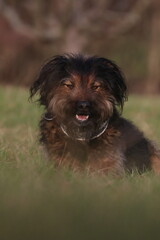 Terrier Hund liegt auf einer Wiese und lächelt