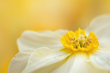 Daffodil Single. Yellow Flower Head with White Background Macro Shot