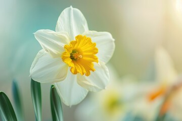 Daffodil Single. Yellow Flower Head with White Background - Macro Shot