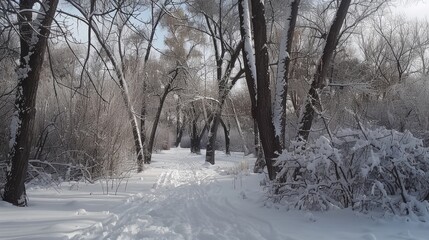 Obraz premium Denver Snow. Peaceful Winter Walk in Snowy Forest Landscape