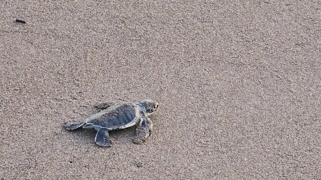 hatchled turtled running in the sand heading to the ocean in Tortuguero in Costa Rica