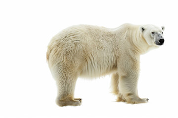 Fototapeta premium Polar bear isolated on white background