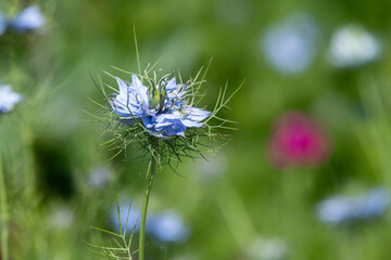 Close up of a black cumin (Nigella sativa) flower in bloom