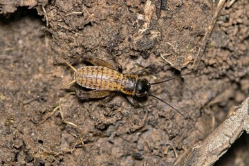 Obraz premium Field cricket gryllus insect nature pest control Springtime camouflage.
