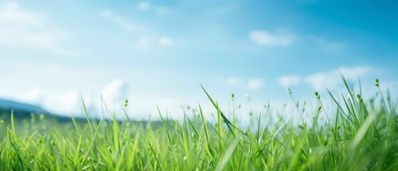 Fototapeta premium Green grass field and blue sky with clouds. Panoramic view.