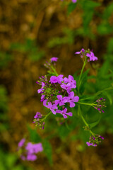 Purple flowers