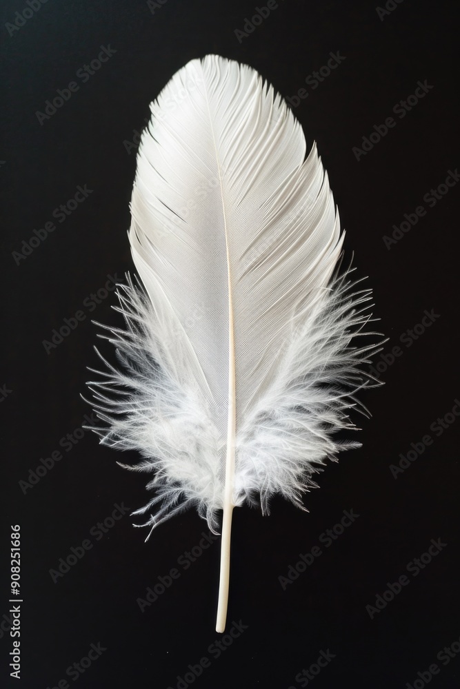 Poster A single white feather rests on a dark background