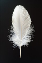 A single white feather rests on a dark background