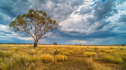 Obraz premium Lone Tree in Open Field 2