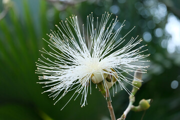 Obraz premium Blooming bombax ellipticum (lat.- Pseudobombax ellipticum) in the Ein Gedi Botanical Garden