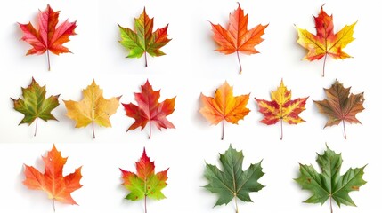 Autumn Leaves 7