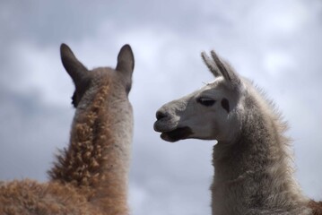 llamas en la montaña, llama marrones, llamas blancas, animales  frente de la montaña, grupo de...
