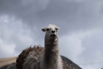 llamas en la montaña, llama marrones, llamas blancas, animales  frente de la montaña, grupo de llamas, llama  © Angelica