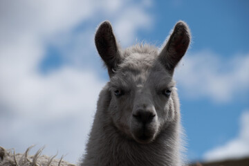 Obraz premium Llama (Alpaca) blanca en la montaña, fondo de cielo con nubes, retrato, rostro, Ecuador