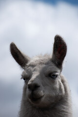 Fototapeta premium Llama (Alpaca) blanca en la montaña, fondo de cielo con nubes, retrato, rostro, Ecuador