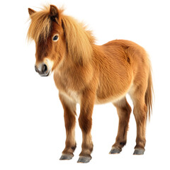 Cute brown Shetland pony horse, full body length portrait isolated on transparent background. Domestic mammal animal with mane standing, equestrian equine breed, young beautiful little farm stallion