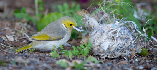 White crested honeyeater  gathering material for a nest from another thats fallen from a tree.