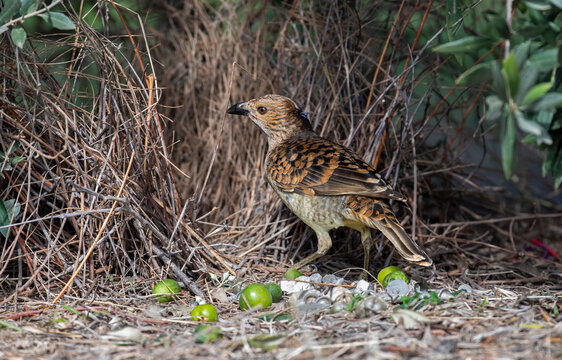 Spotted bowerbird at its bower in western Queensland, Australia.