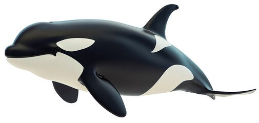 Obraz premium Black and white orca dolphin killer whale fish animal full body length side view isolated on transparent background. Large big sea ocean wildlife predator, huge creature, fin